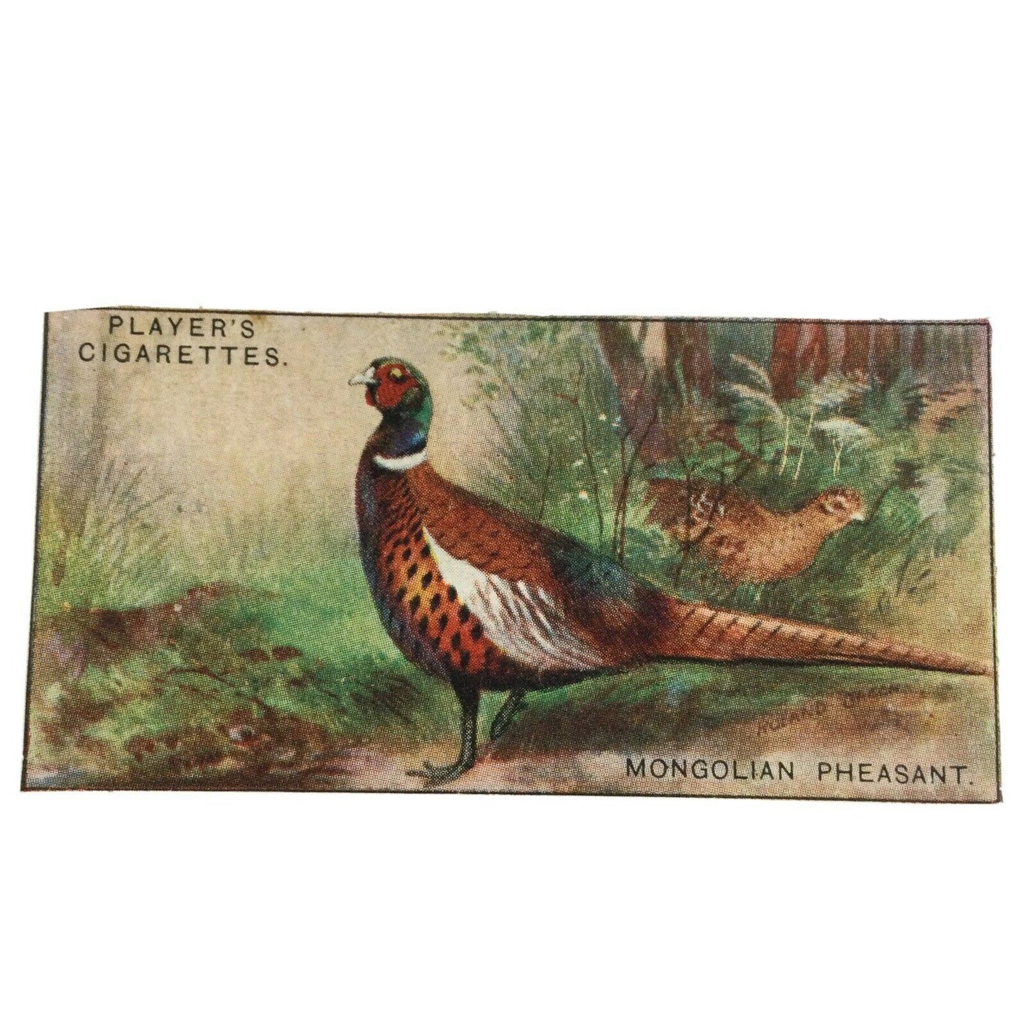 Players Cigarettes Card Game Birds & Wild Fowl Mongolian Pheasant no. 30