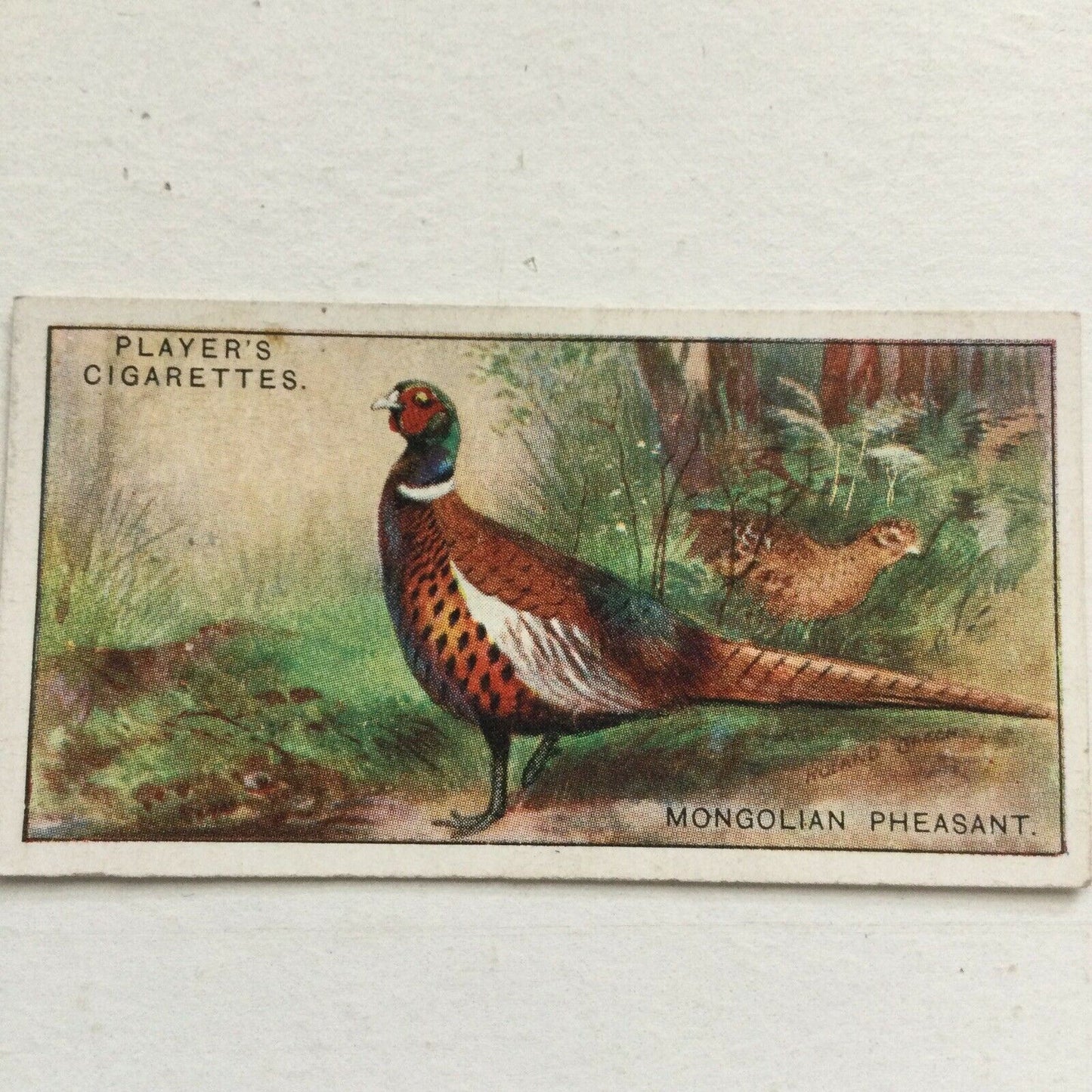 Players Cigarettes Card Game Birds & Wild Fowl Mongolian Pheasant no. 30