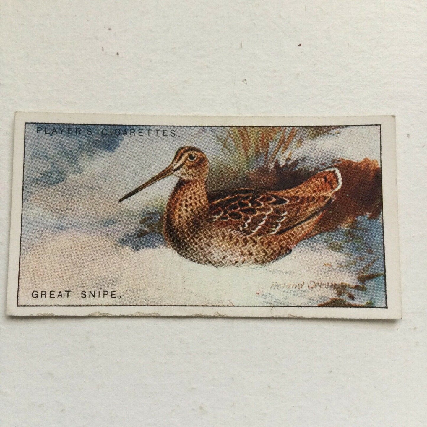 Players Cigarettes Card Game Birds & Wild Fowl Great Snipe no. 44 Double Snipe