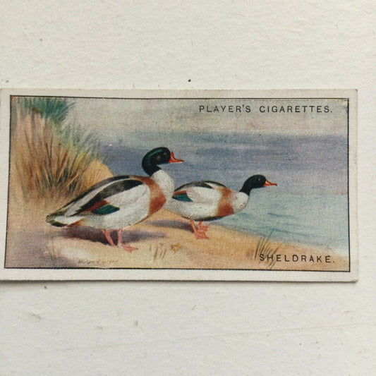 Players Cigarettes Card Game Birds & Wild Fowl Sheldrake no.39 Burrow Duck