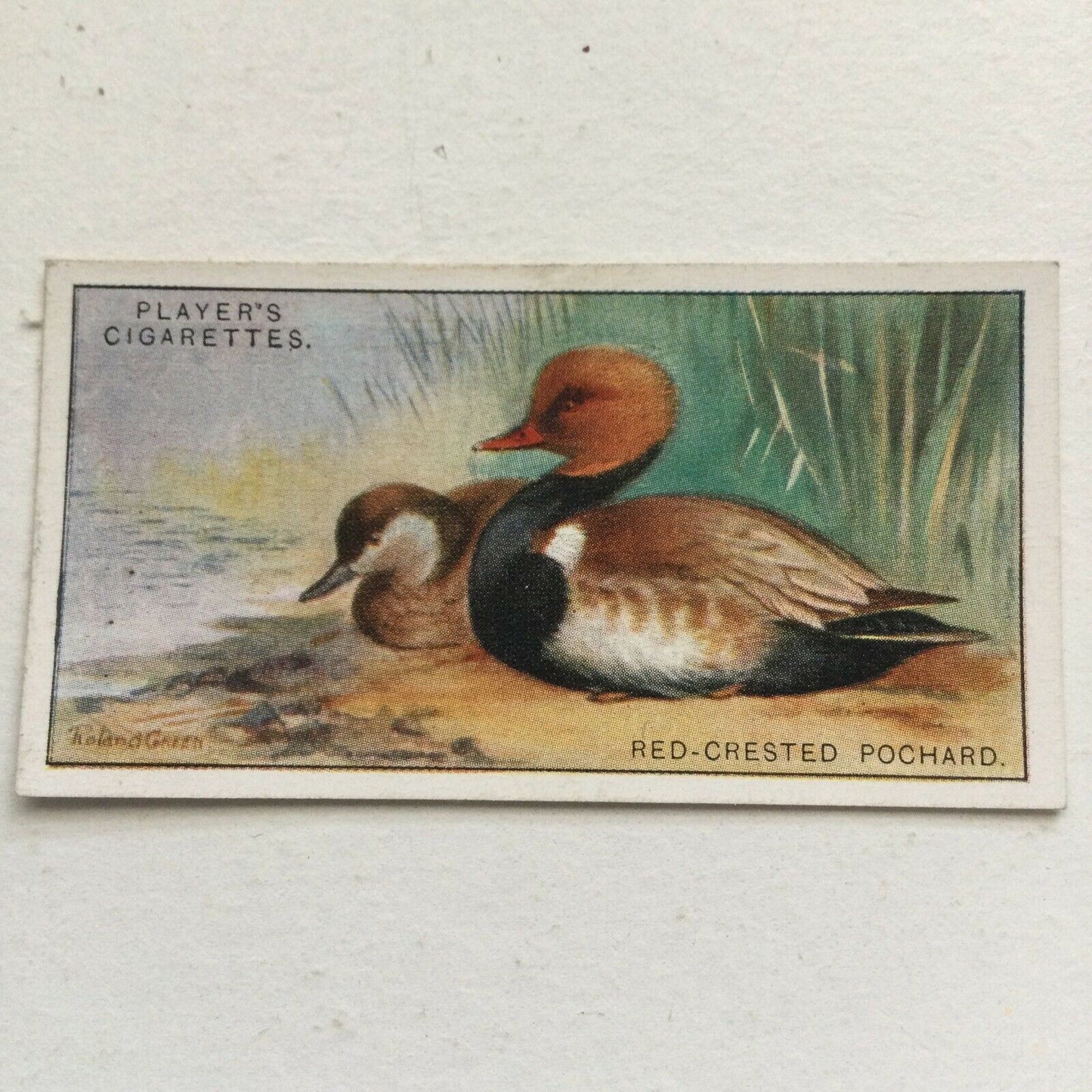 Players Cigarettes Card Game Birds & Wild Fowl Red Crested Pochard no.33