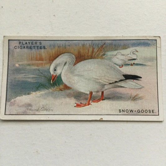 Players Cigarettes Card Game Birds & Wild Fowl Snow Goose no.20 Roland Green