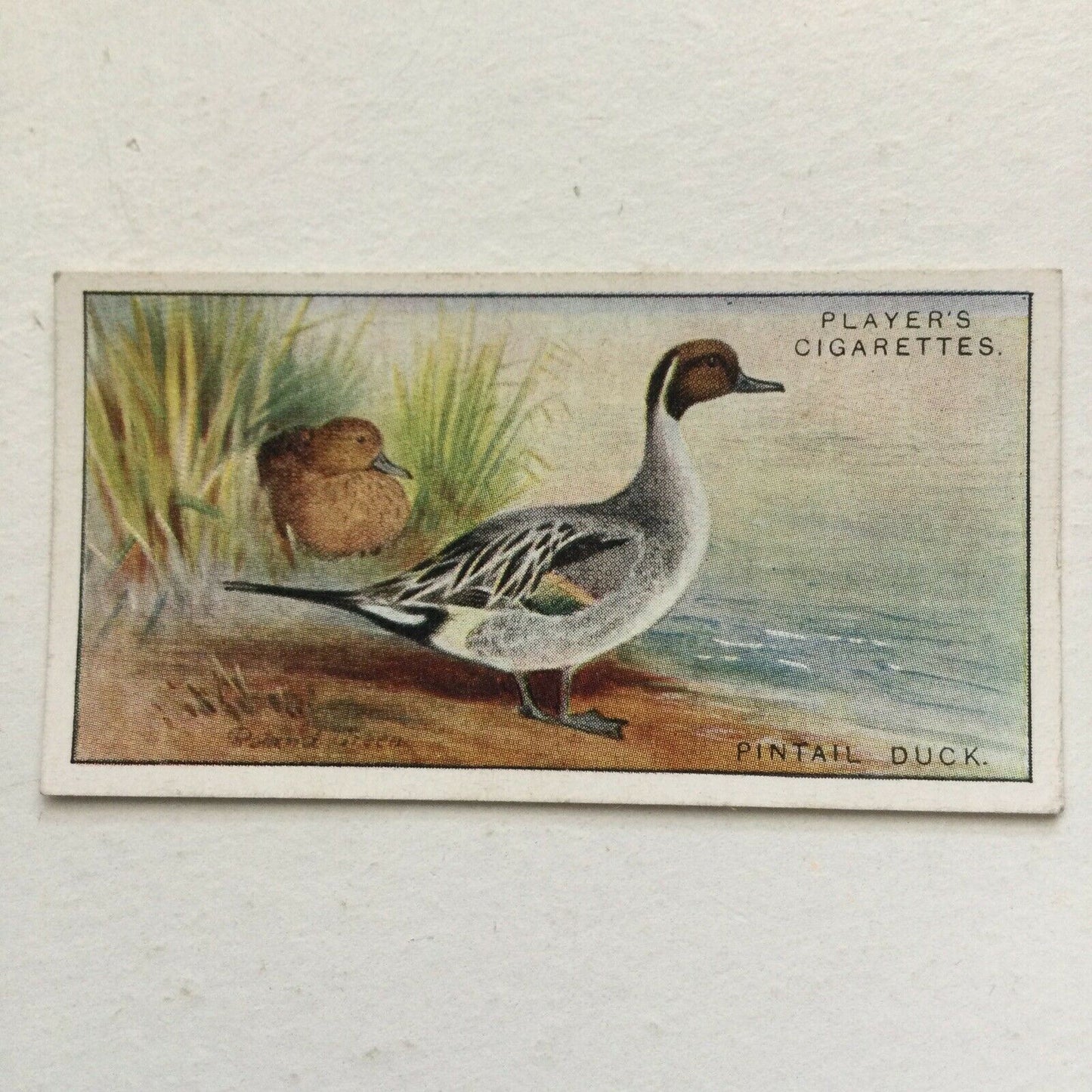 Players Cigarettes Card Game Birds & Wild Fowl Pintail Duck no.6 Roland Green