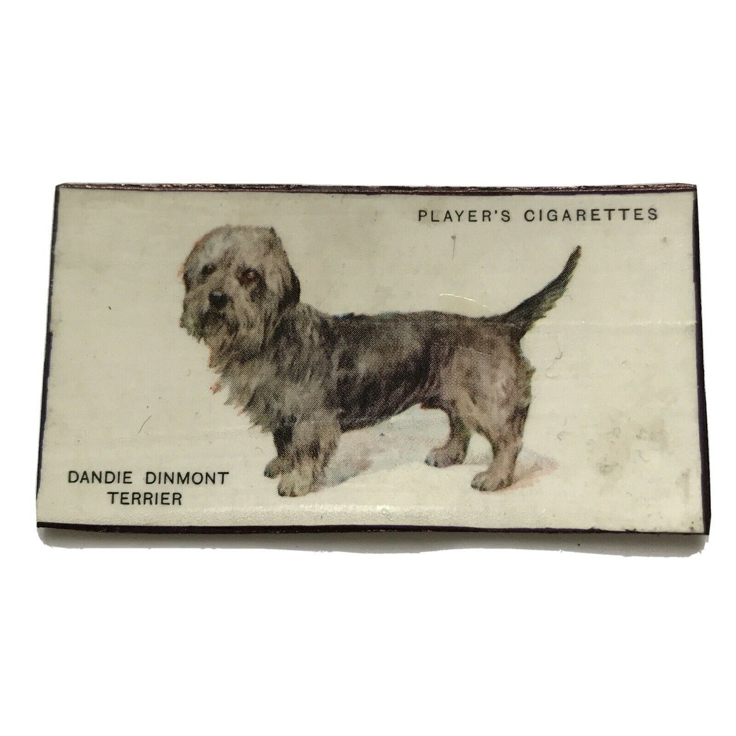 Dandie Dinmont Terrier Dog fridge Magnet Made From Vintage Cigarette Card