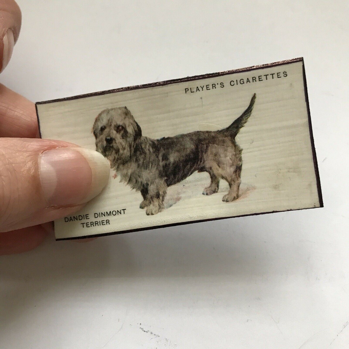 Dandie Dinmont Terrier Dog fridge Magnet Made From Vintage Cigarette Card