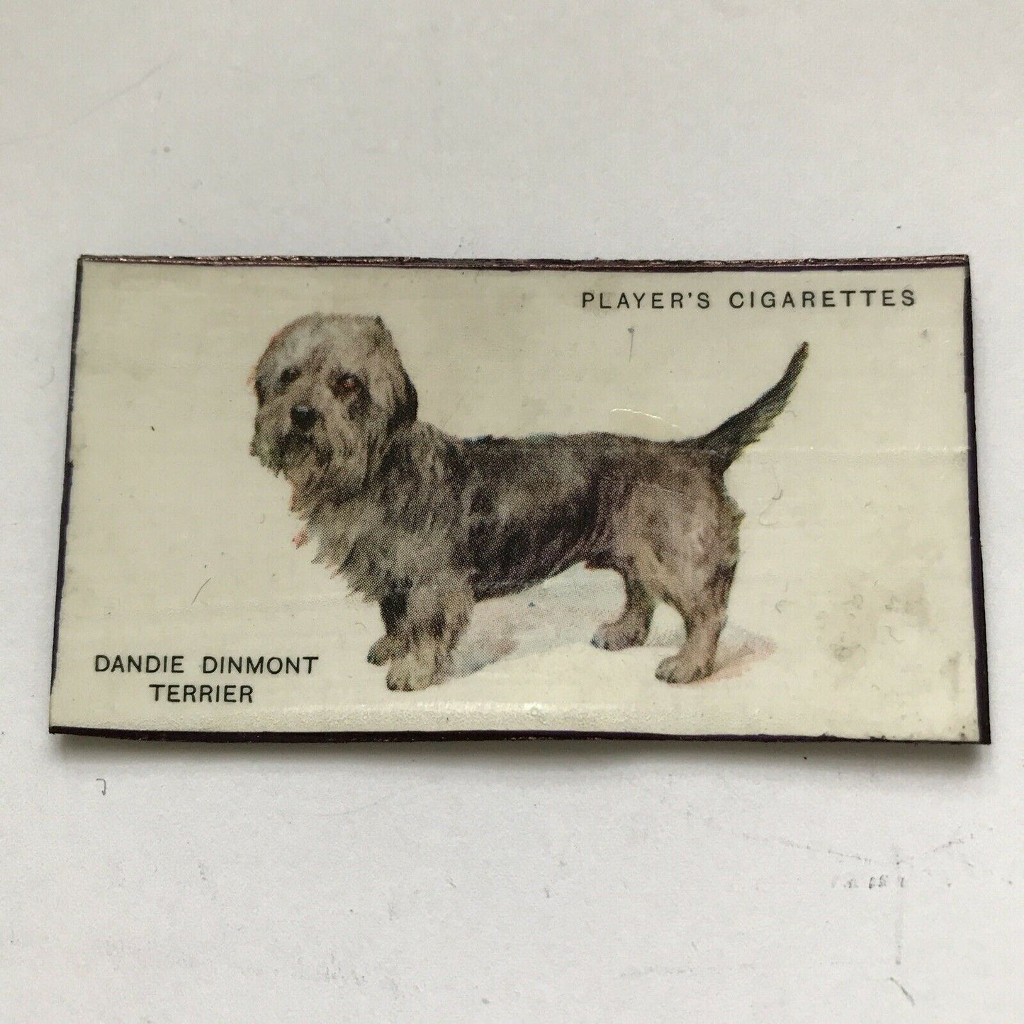 Dandie Dinmont Terrier Dog fridge Magnet Made From Vintage Cigarette Card