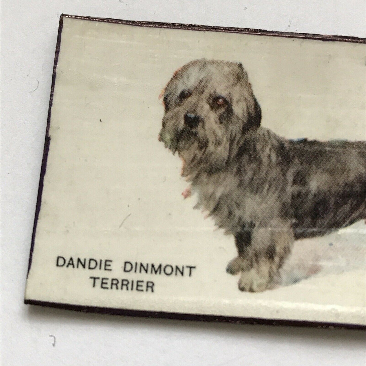 Dandie Dinmont Terrier Dog fridge Magnet Made From Vintage Cigarette Card