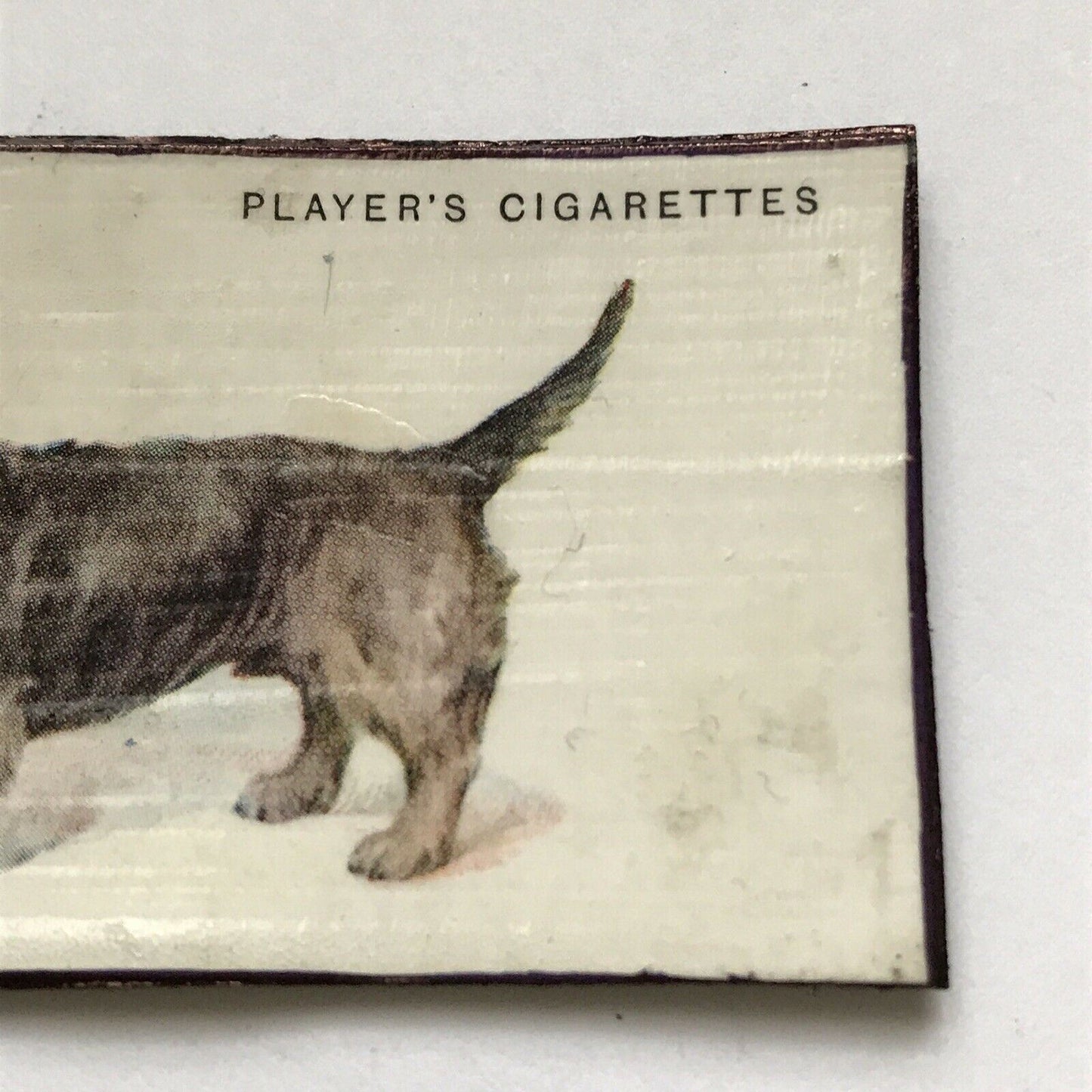 Dandie Dinmont Terrier Dog fridge Magnet Made From Vintage Cigarette Card