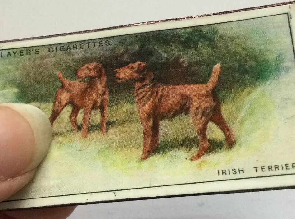 Irish Terrier Dog fridge Magnet Made From Vintage Players Cigarette Card 1929