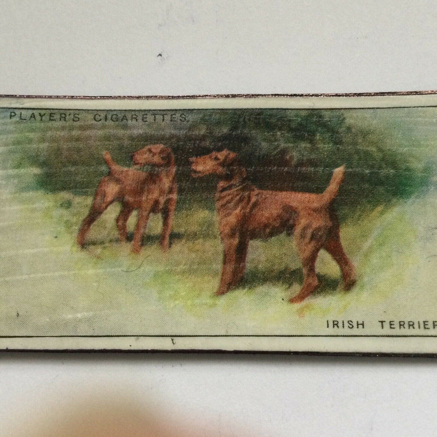 Irish Terrier Dog fridge Magnet Made From Vintage Players Cigarette Card 1929