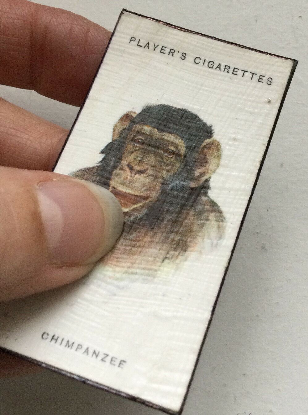 Chimpanzee fridge Magnet Made From Vintage Players Cigarette Card 1931