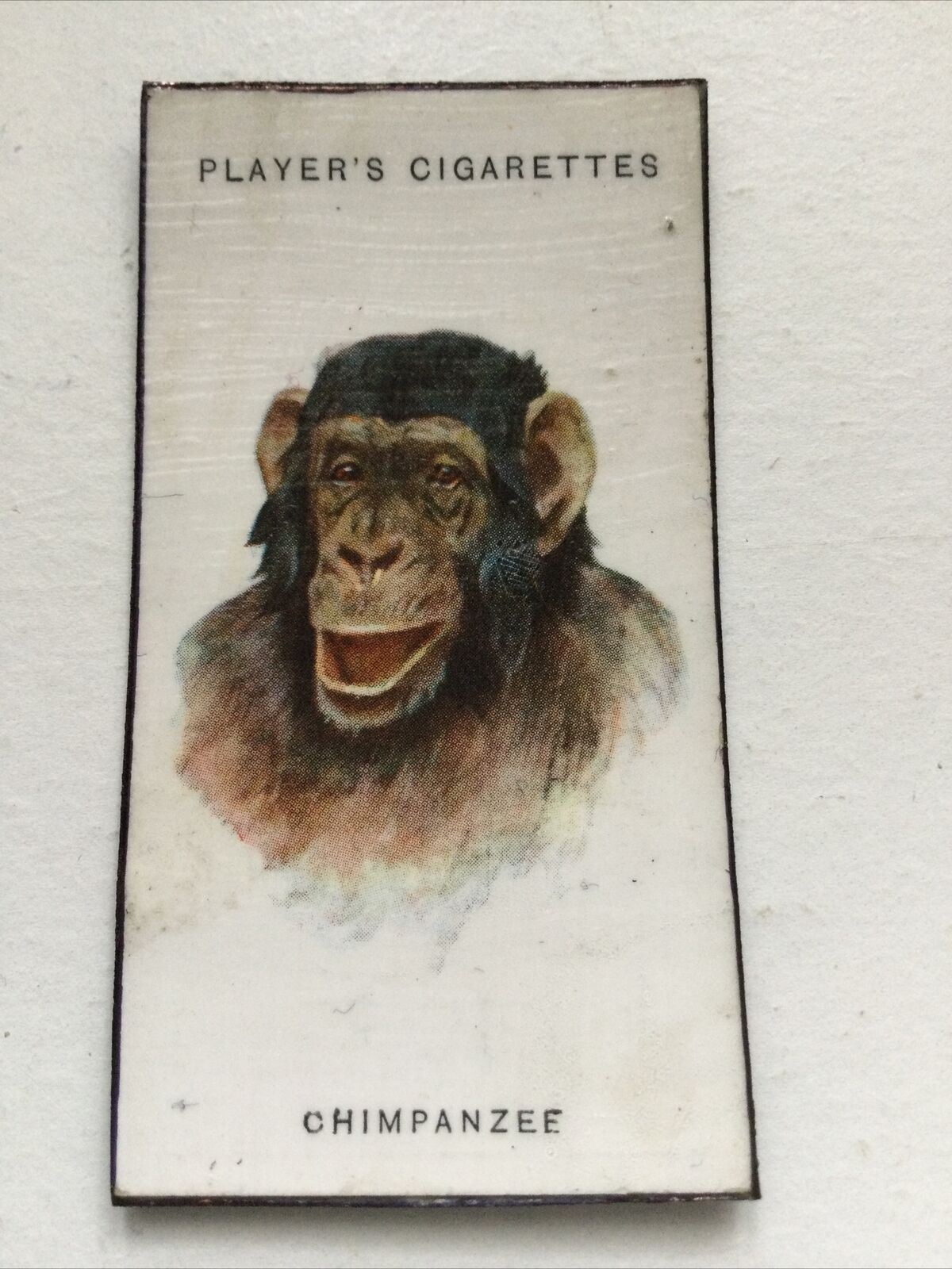 Chimpanzee fridge Magnet Made From Vintage Players Cigarette Card 1931