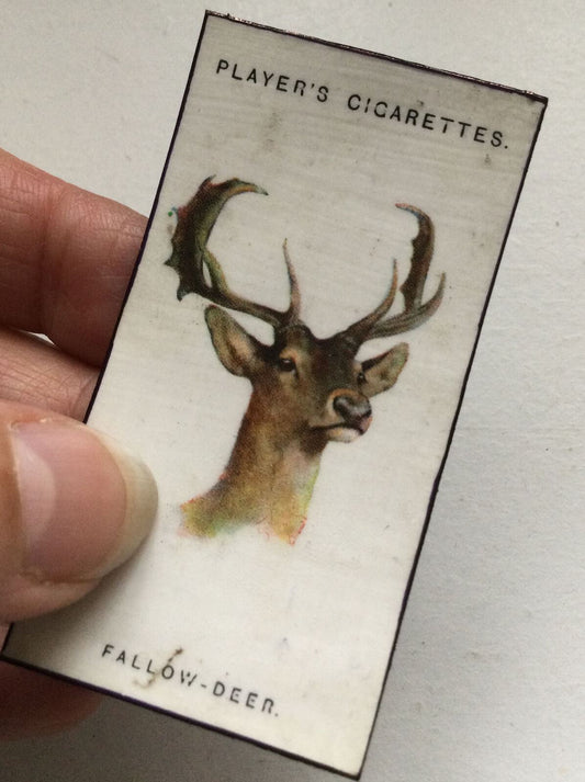 Fallow Deer Animal fridge Magnet Made From Vintage Players Cigarette Card 1931