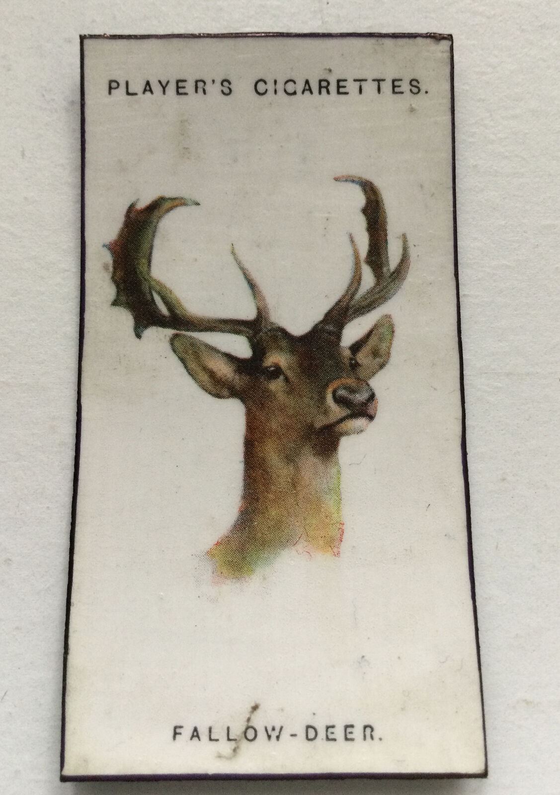 Fallow Deer Animal fridge Magnet Made From Vintage Players Cigarette Card 1931