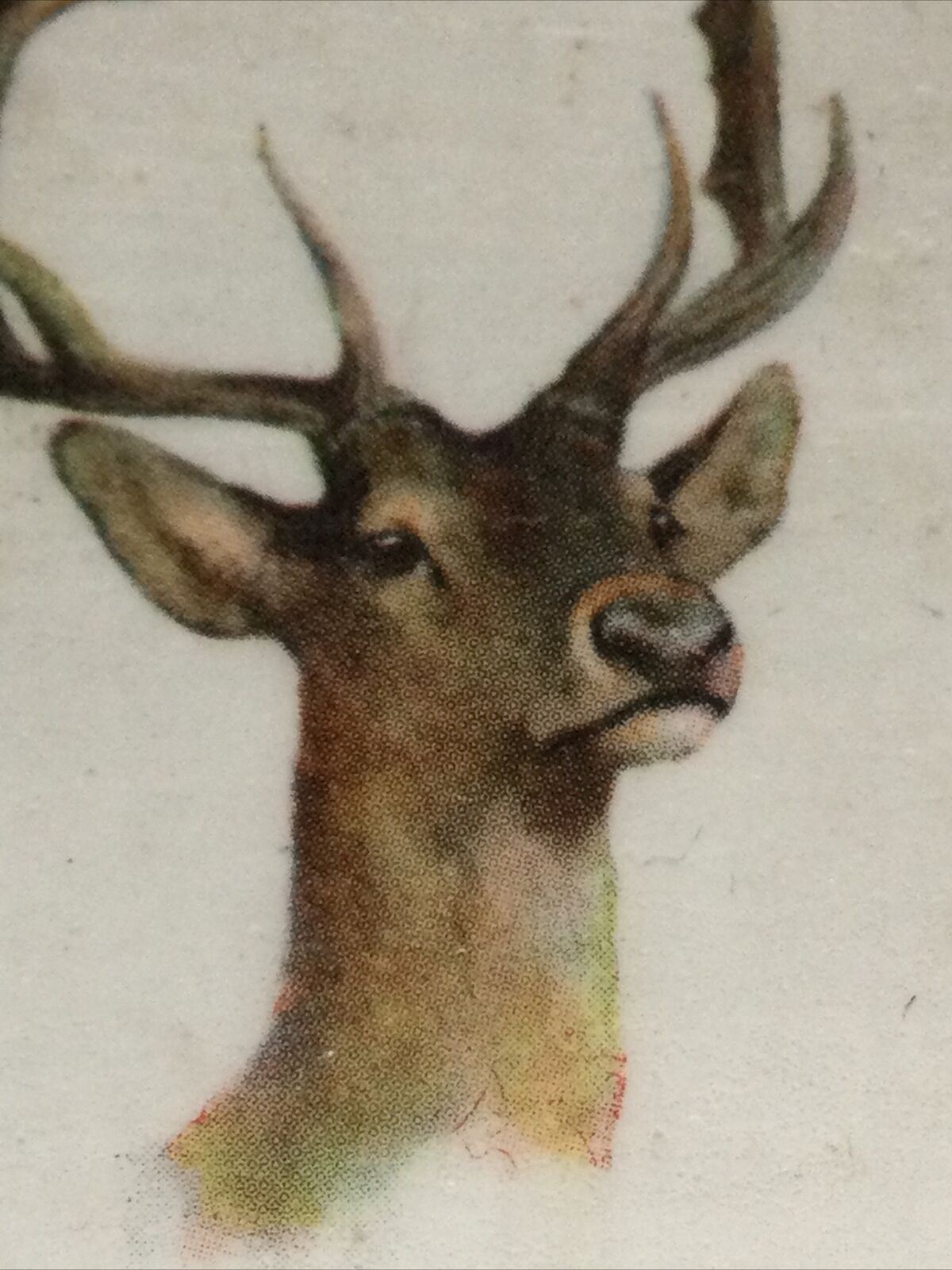 Fallow Deer Animal fridge Magnet Made From Vintage Players Cigarette Card 1931