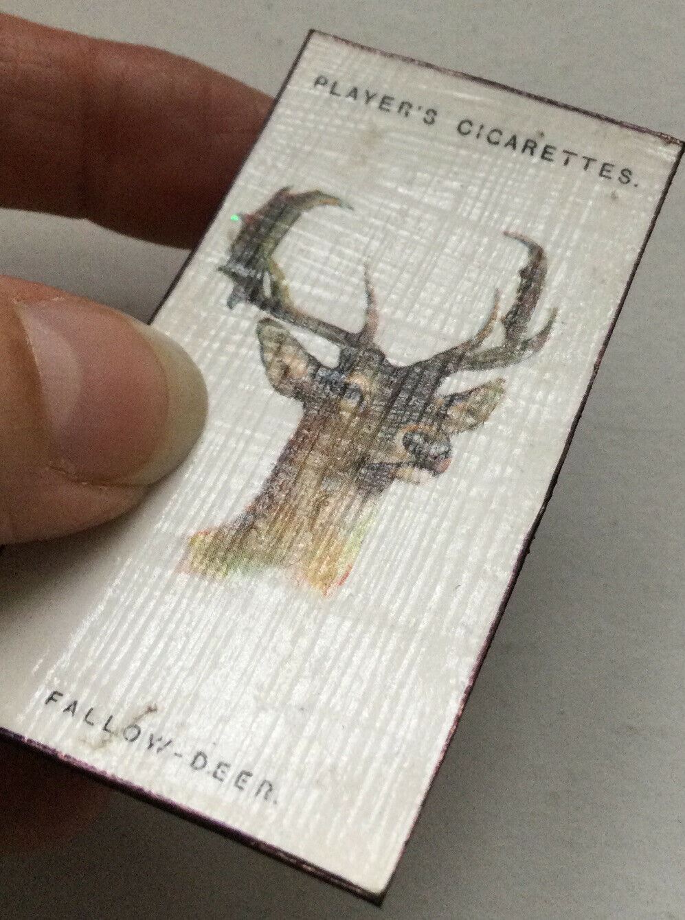 Fallow Deer Animal fridge Magnet Made From Vintage Players Cigarette Card 1931