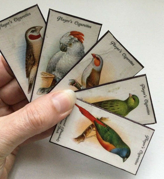 Set of 5 fridge Magnets Colourful Birds Made From Vintage Cigarette Cards 1933