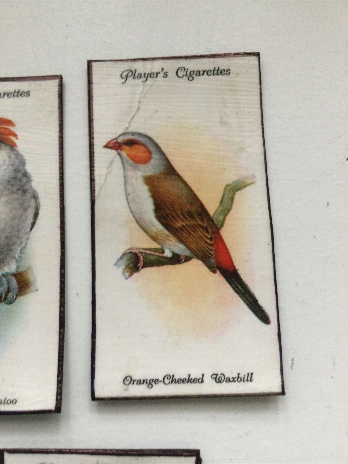 Set of 5 fridge Magnets Colourful Birds Made From Vintage Cigarette Cards 1933