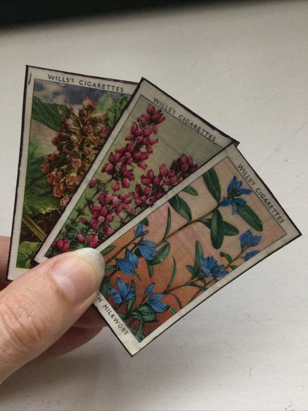 3 x Fridge Magnets Wild Flowers made from vintage 20s + 30s cigarette cards