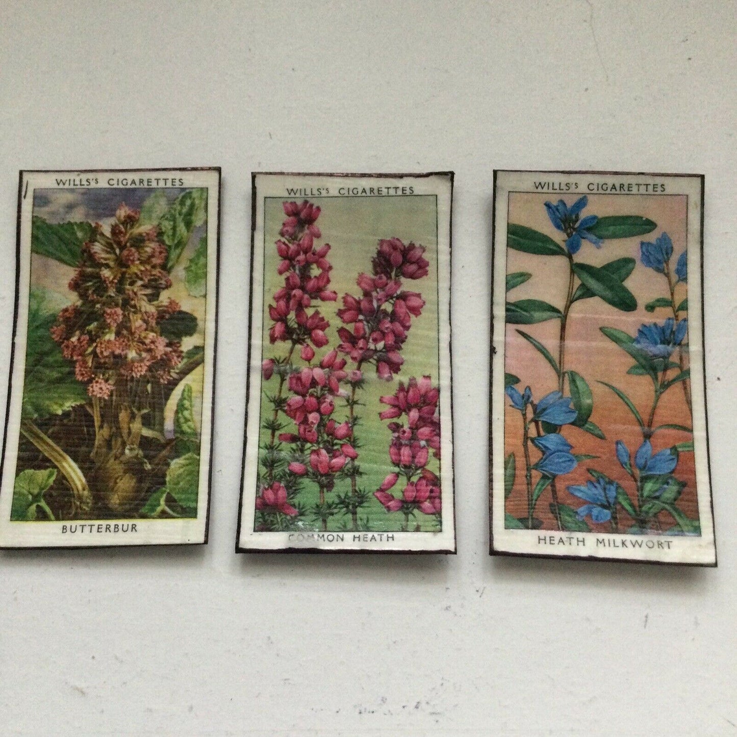 3 x Fridge Magnets Wild Flowers made from vintage 20s + 30s cigarette cards