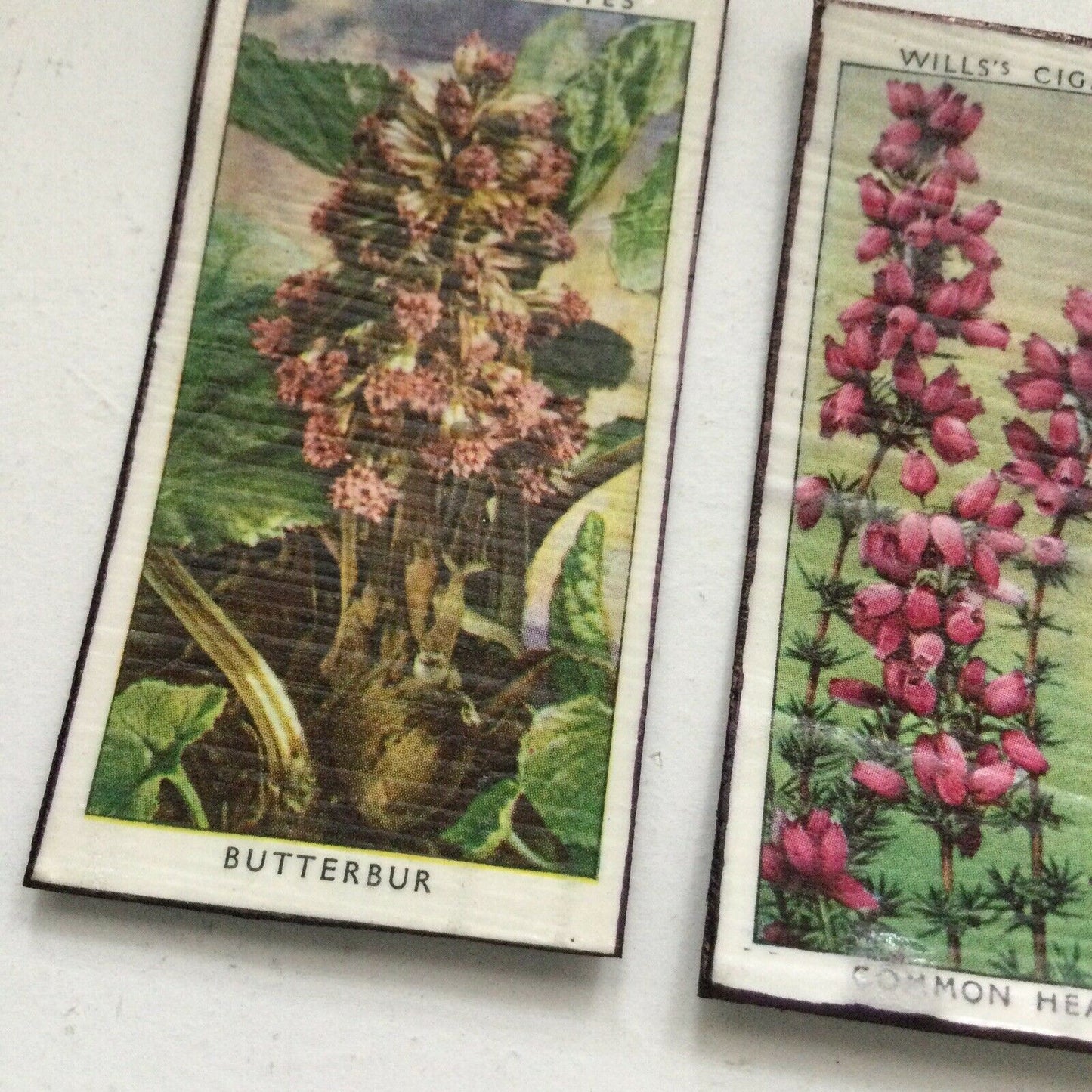 3 x Fridge Magnets Wild Flowers made from vintage 20s + 30s cigarette cards