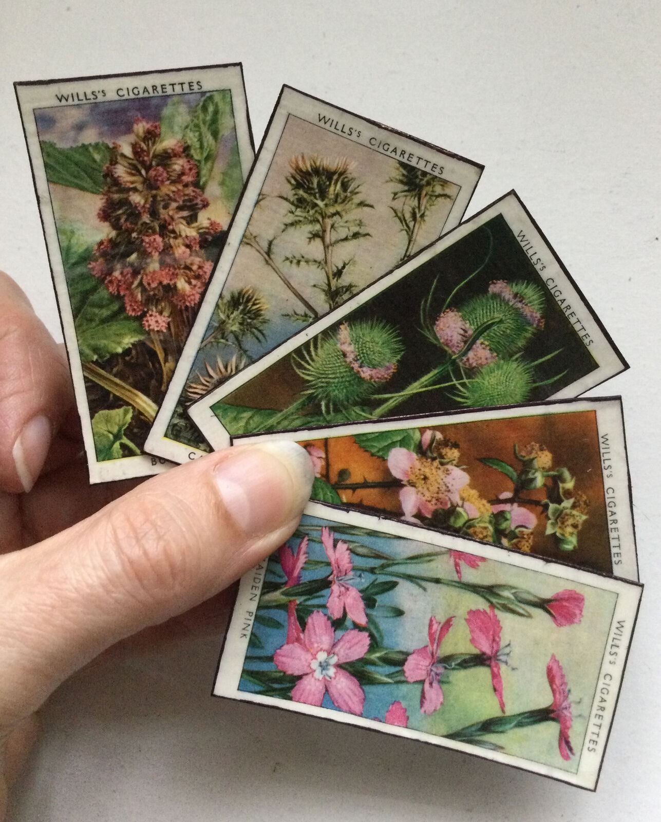 5 x Fridge Magnets Wild Flowers made from vintage 20s + 30s cigarette cards