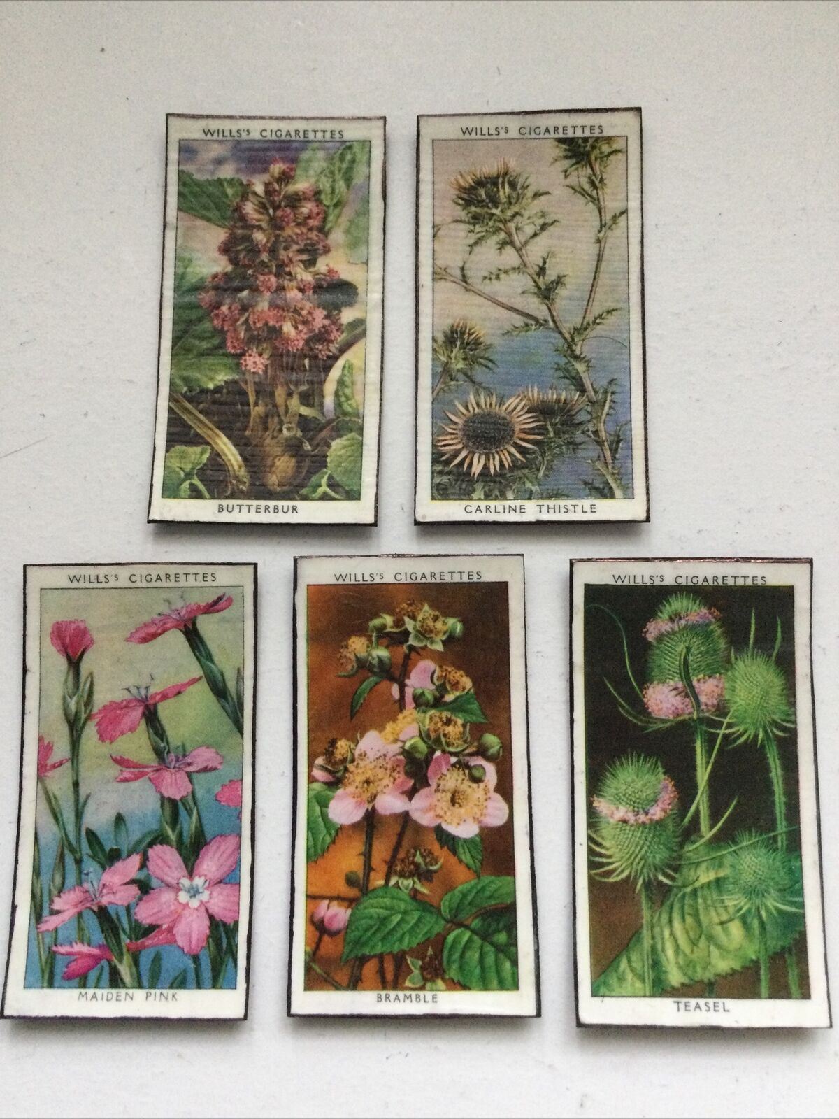 5 x Fridge Magnets Wild Flowers made from vintage 20s + 30s cigarette cards