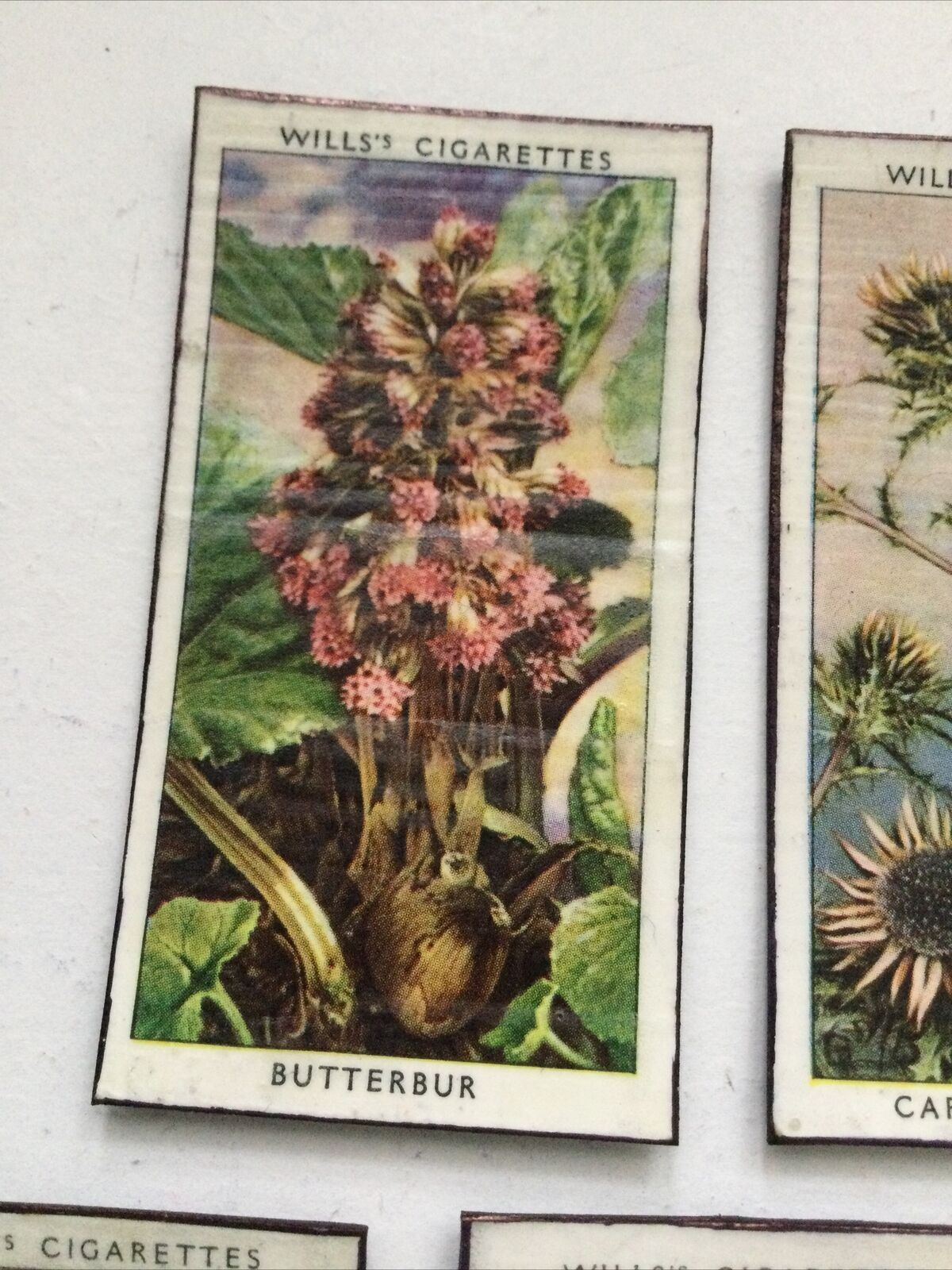 5 x Fridge Magnets Wild Flowers made from vintage 20s + 30s cigarette cards