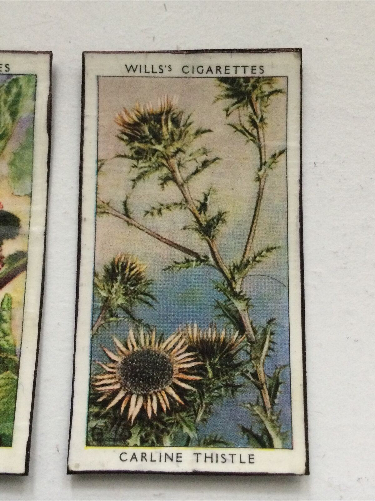 5 x Fridge Magnets Wild Flowers made from vintage 20s + 30s cigarette cards