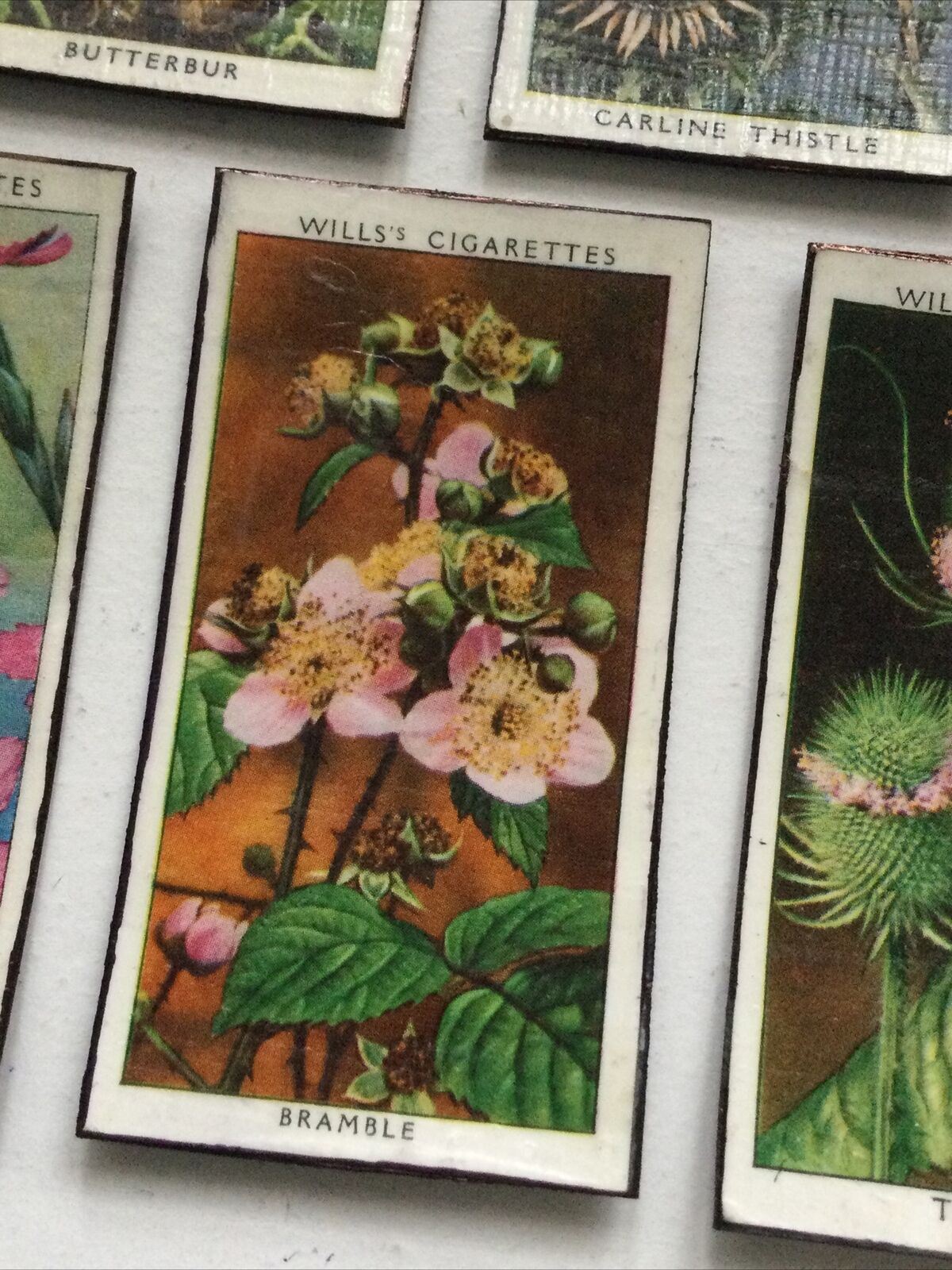 5 x Fridge Magnets Wild Flowers made from vintage 20s + 30s cigarette cards