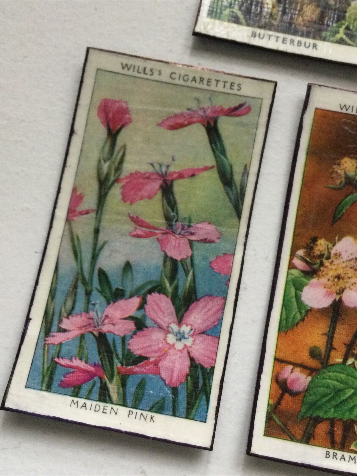 5 x Fridge Magnets Wild Flowers made from vintage 20s + 30s cigarette cards