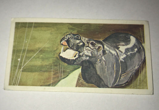 Brooke Bond Tea Card Vanishing Wildlife 19 Pygmy Hippo WWF