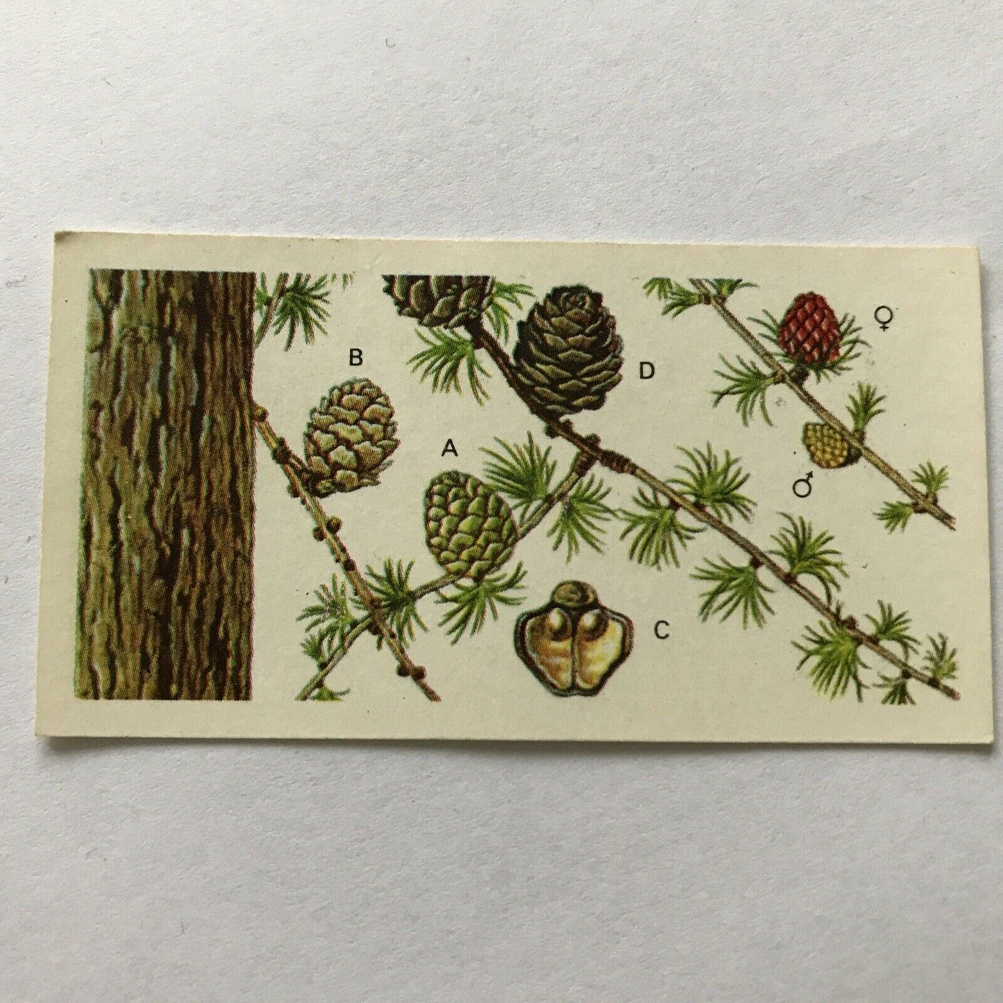 Brooke Bond Tea Card Trees In Britain No2 Larch - Flowers And Cones