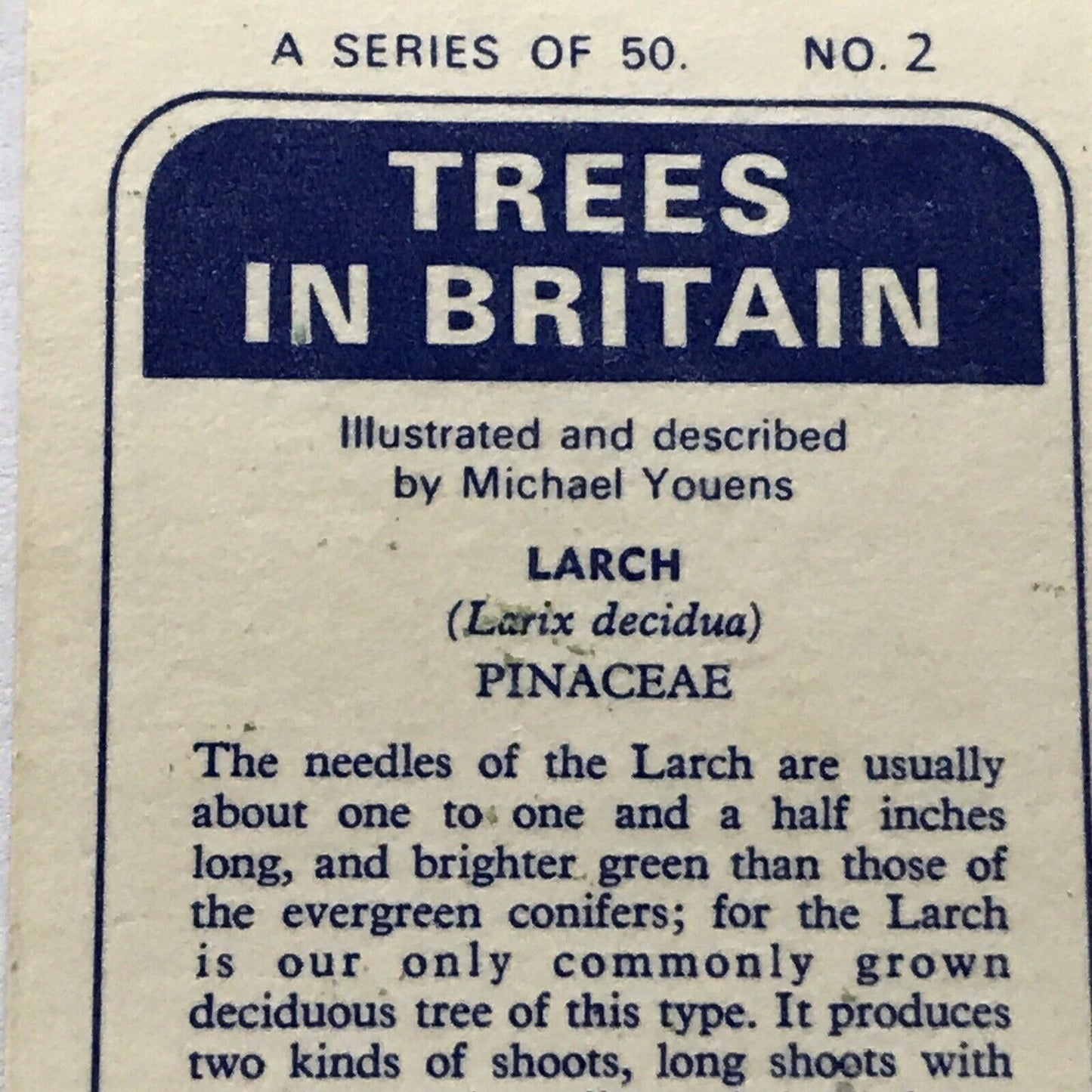 Brooke Bond Tea Card Trees In Britain No2 Larch - Flowers And Cones