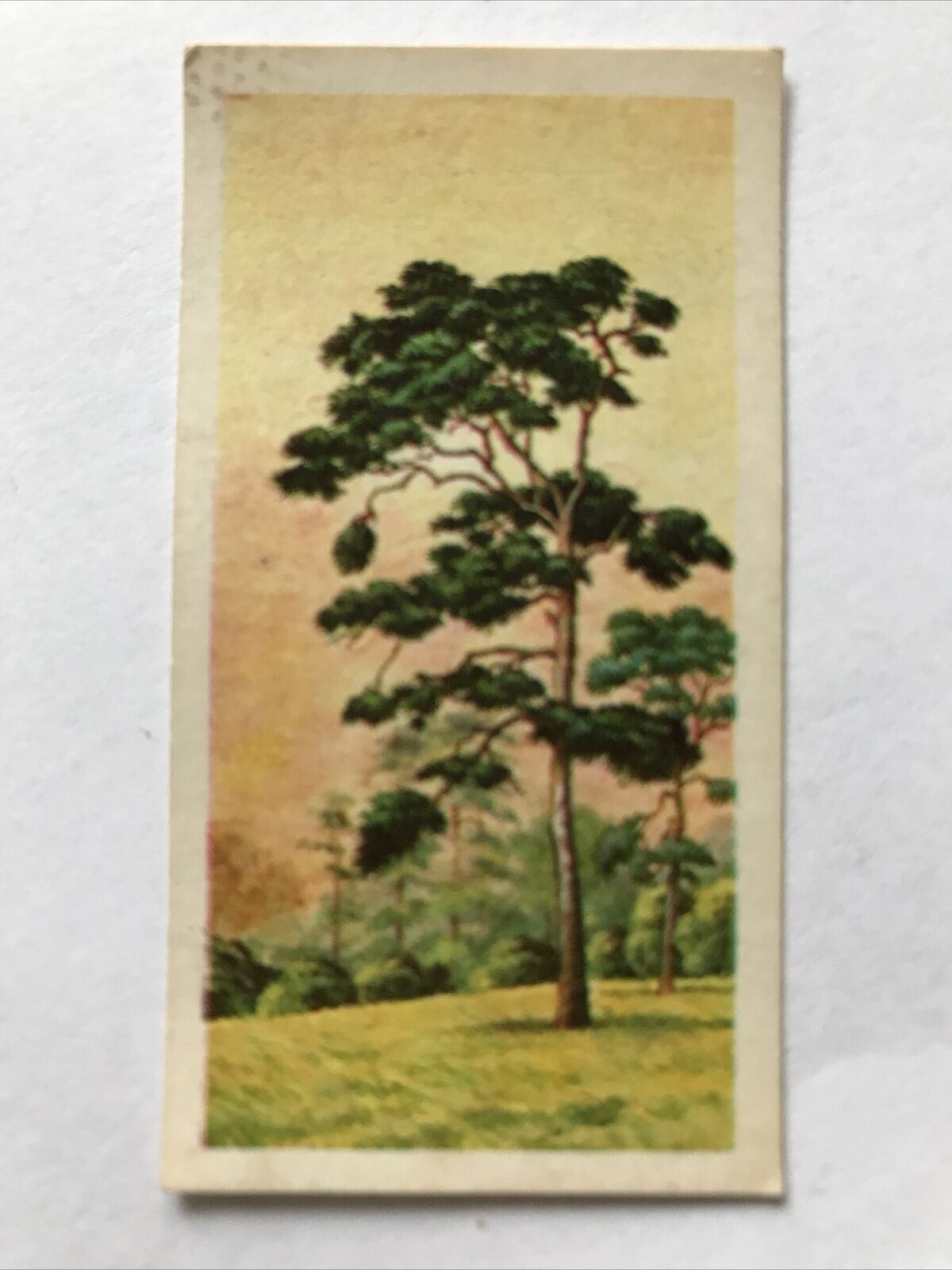 Brooke Bond Tea Card Trees In Britain No 3 Scots Pine 1960s Collectable