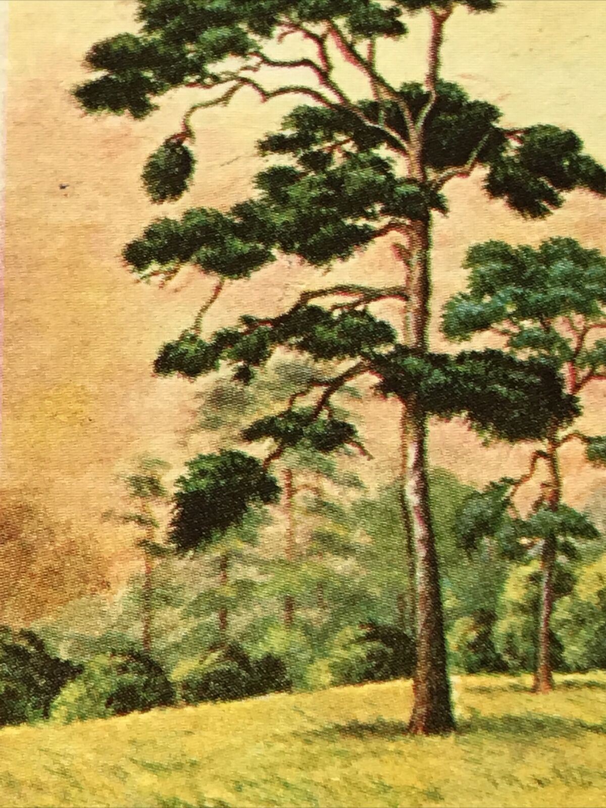 Brooke Bond Tea Card Trees In Britain No 3 Scots Pine 1960s Collectable