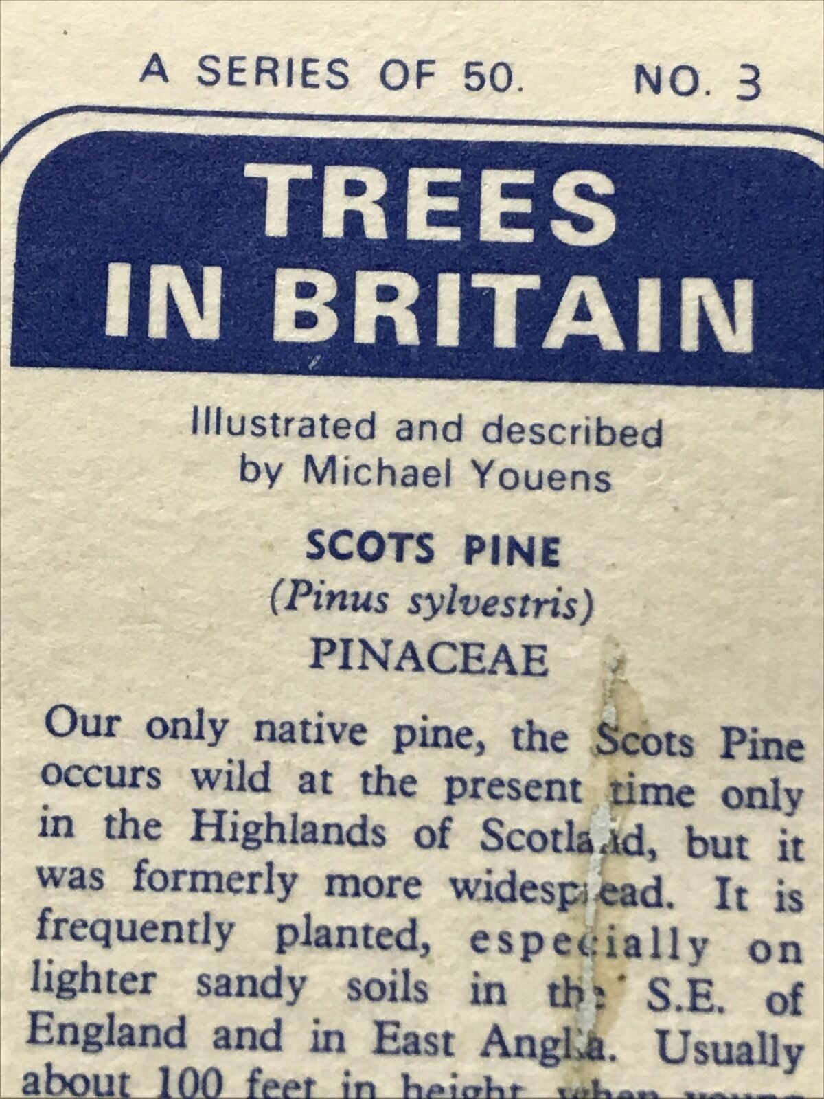 Brooke Bond Tea Card Trees In Britain No 3 Scots Pine 1960s Collectable