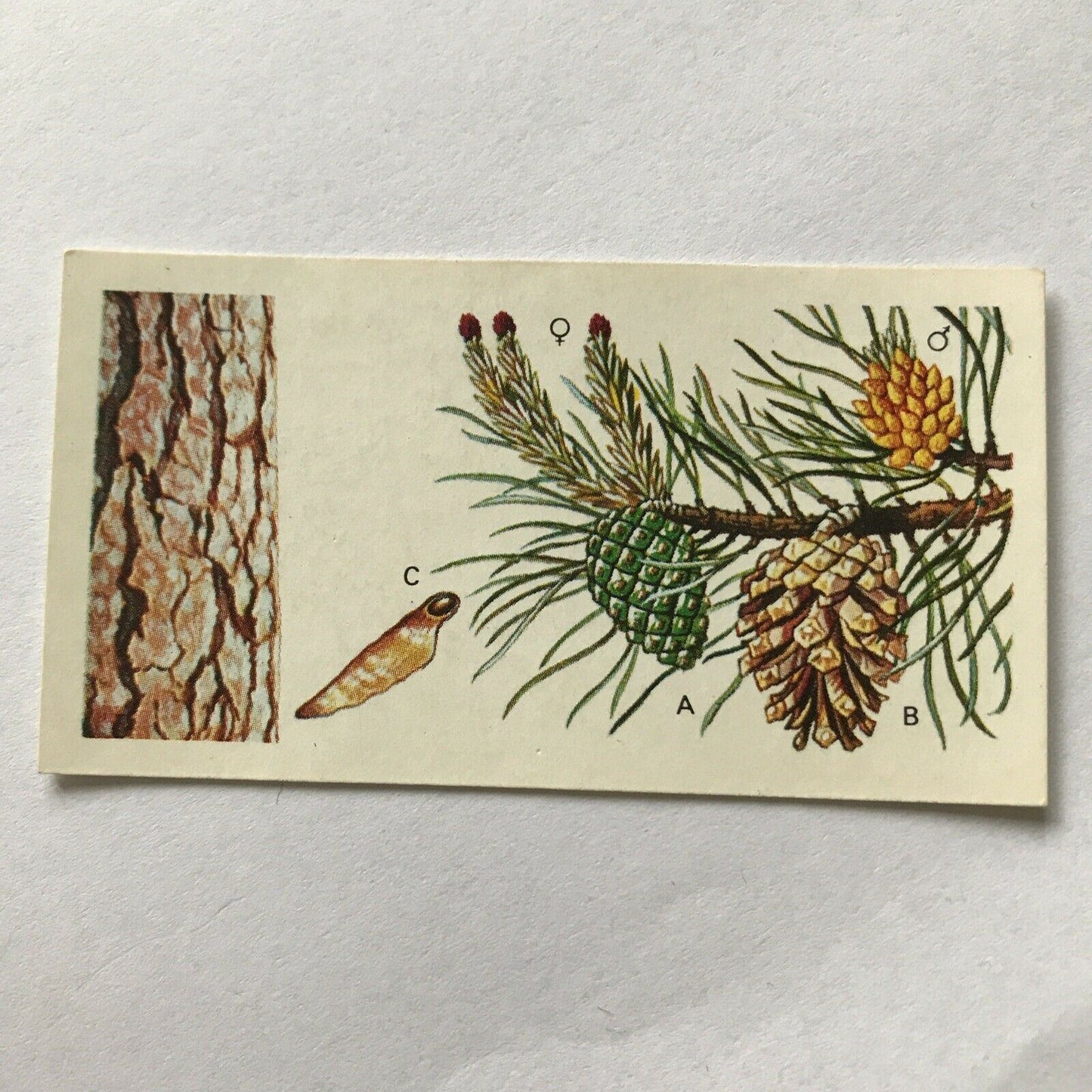 Brooke Bond Tea Card Trees In Britain No 4 Scots Pine 1960s Collectable