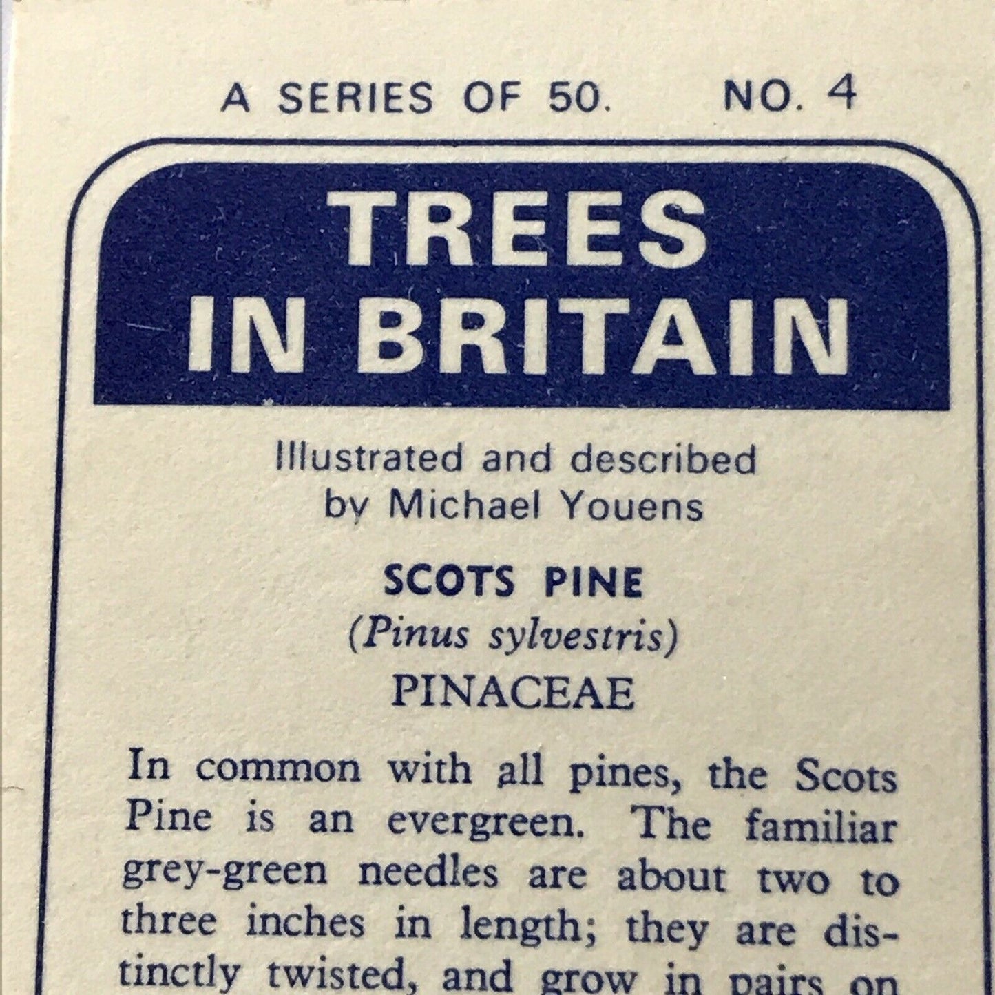 Brooke Bond Tea Card Trees In Britain No 4 Scots Pine 1960s Collectable