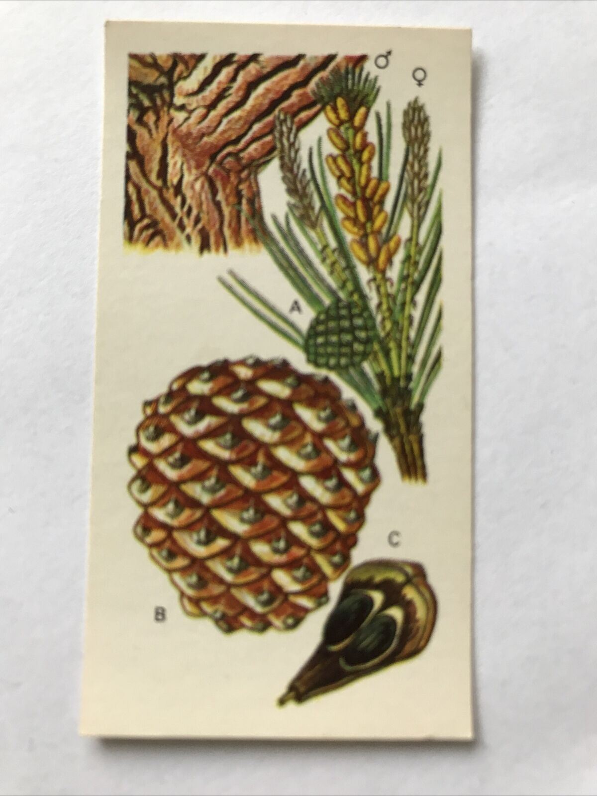 Brooke Bond Tea Card 'Trees In Britain' No 6 Stone Pine 1960s Flowers & Cones