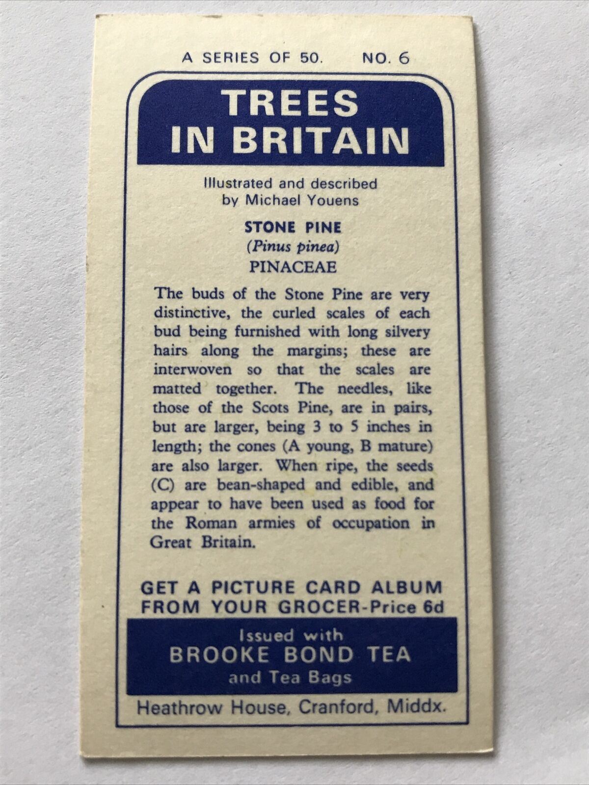 Brooke Bond Tea Card 'Trees In Britain' No 6 Stone Pine 1960s Flowers & Cones