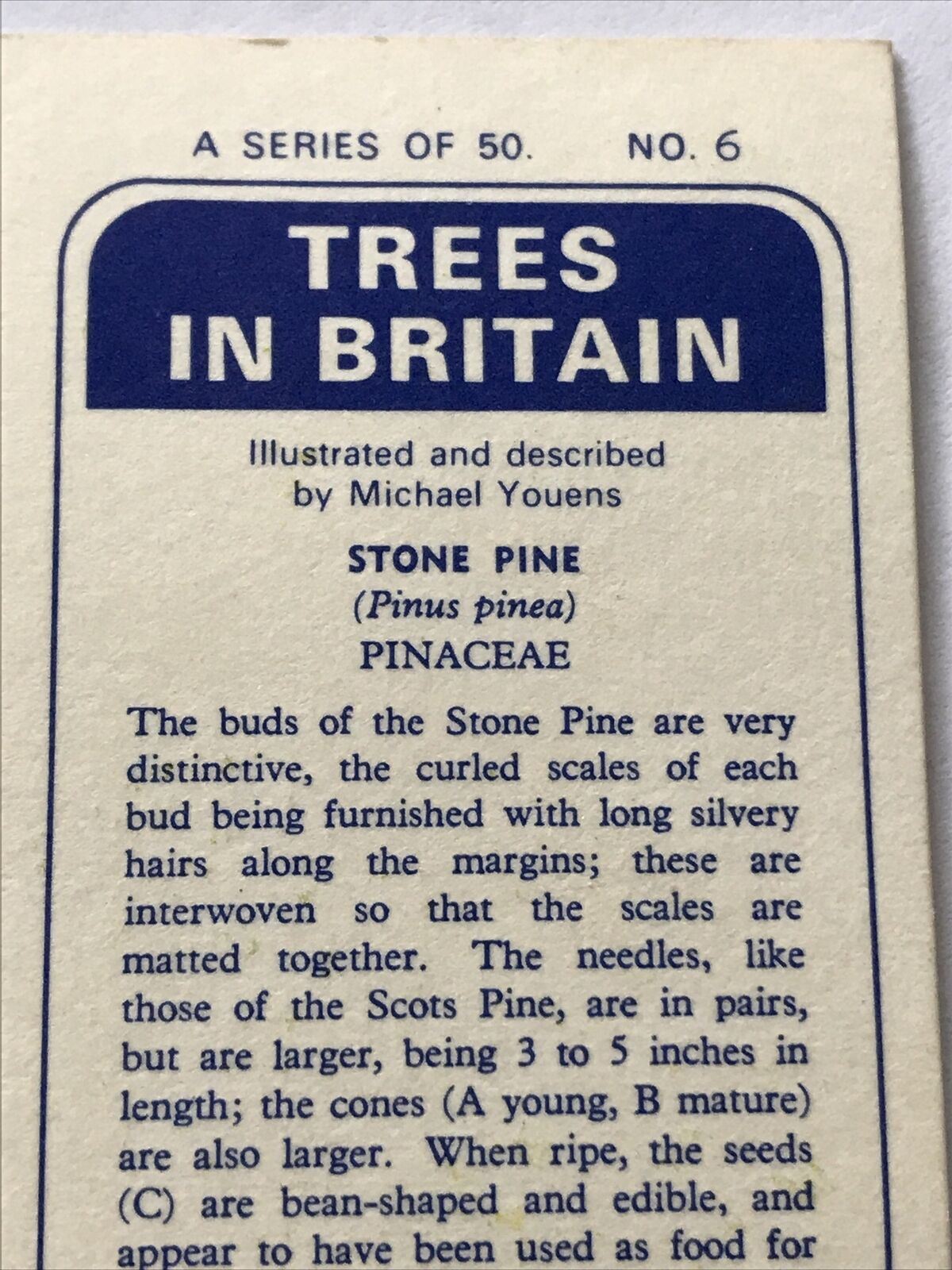 Brooke Bond Tea Card 'Trees In Britain' No 6 Stone Pine 1960s Flowers & Cones