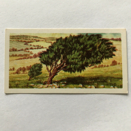 Brooke Bond Tea Card Trees In Britain No 7 Juniper 1960s Collectable