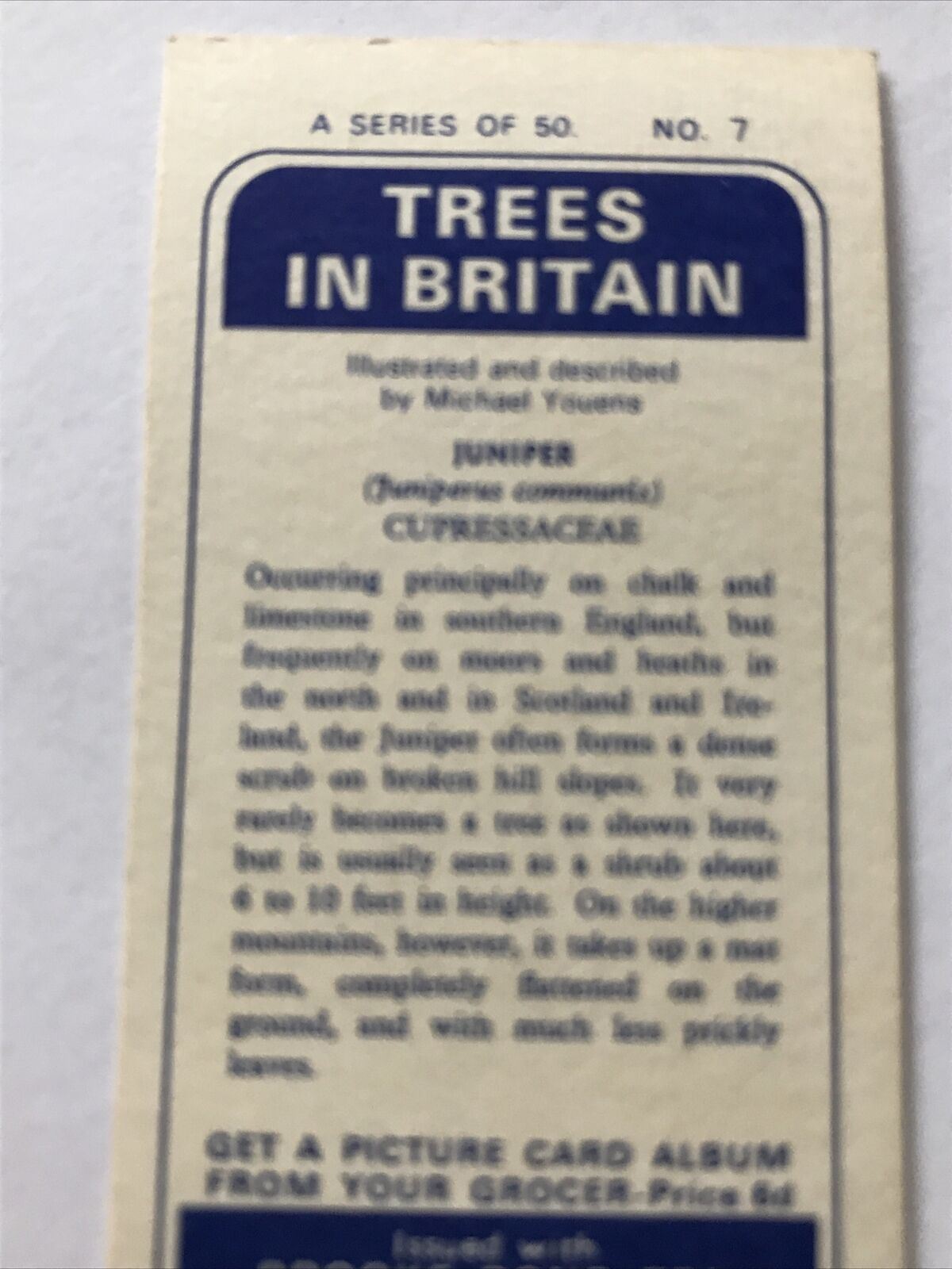 Brooke Bond Tea Card Trees In Britain No 7 Juniper 1960s Collectable