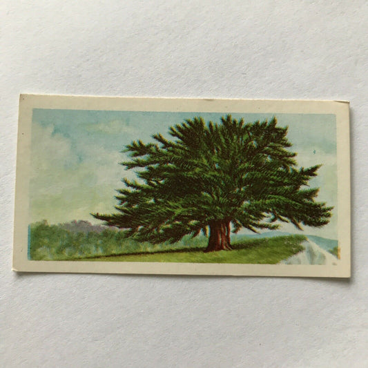 Brooke Bond Tea Card Trees In Britain No 9 Yew 1960s Collectable