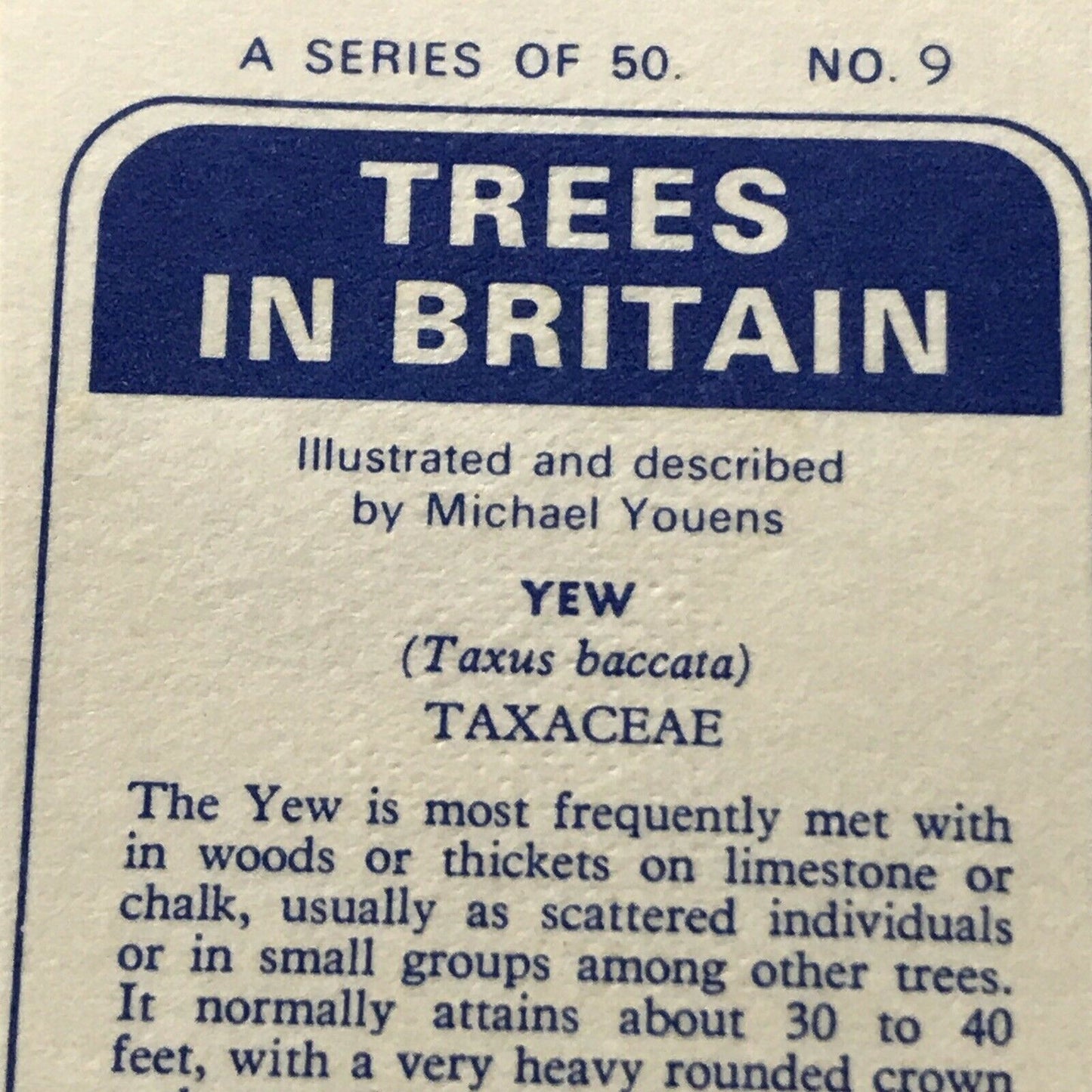 Brooke Bond Tea Card Trees In Britain No 9 Yew 1960s Collectable