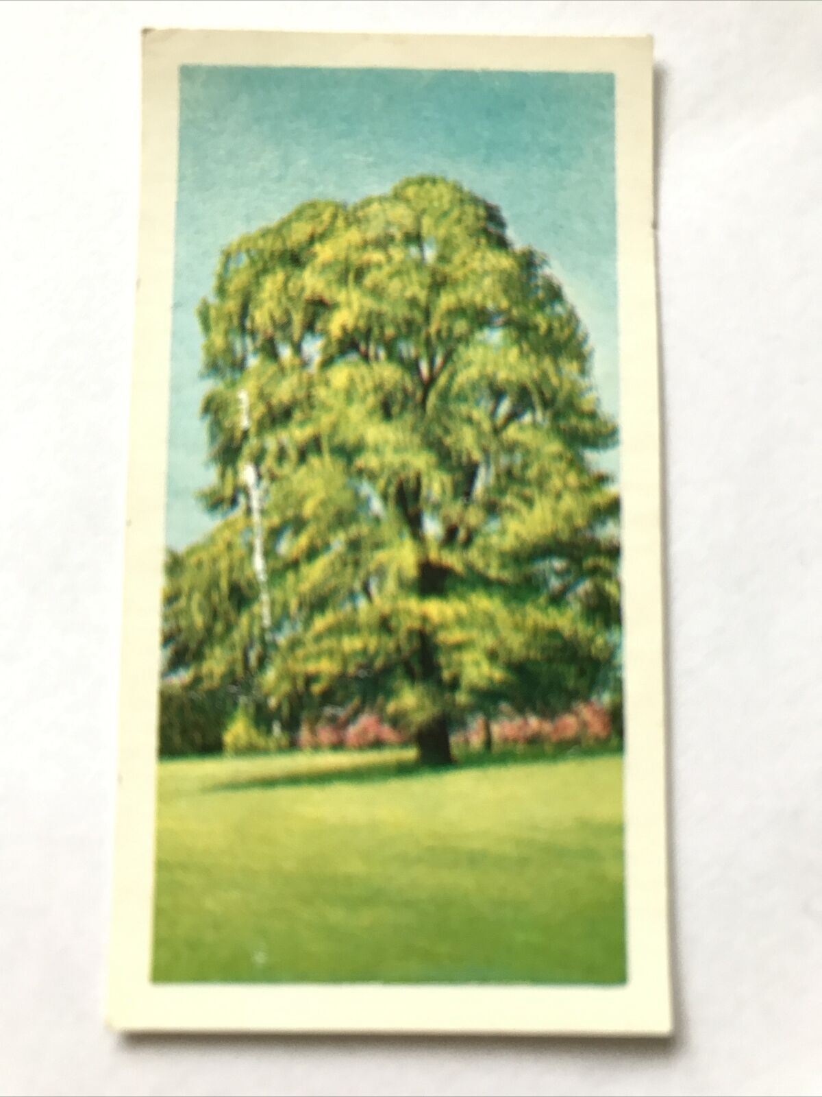 Brooke Bond Tea Card Trees In Britain No 11 Common Lime 1960s Collectable