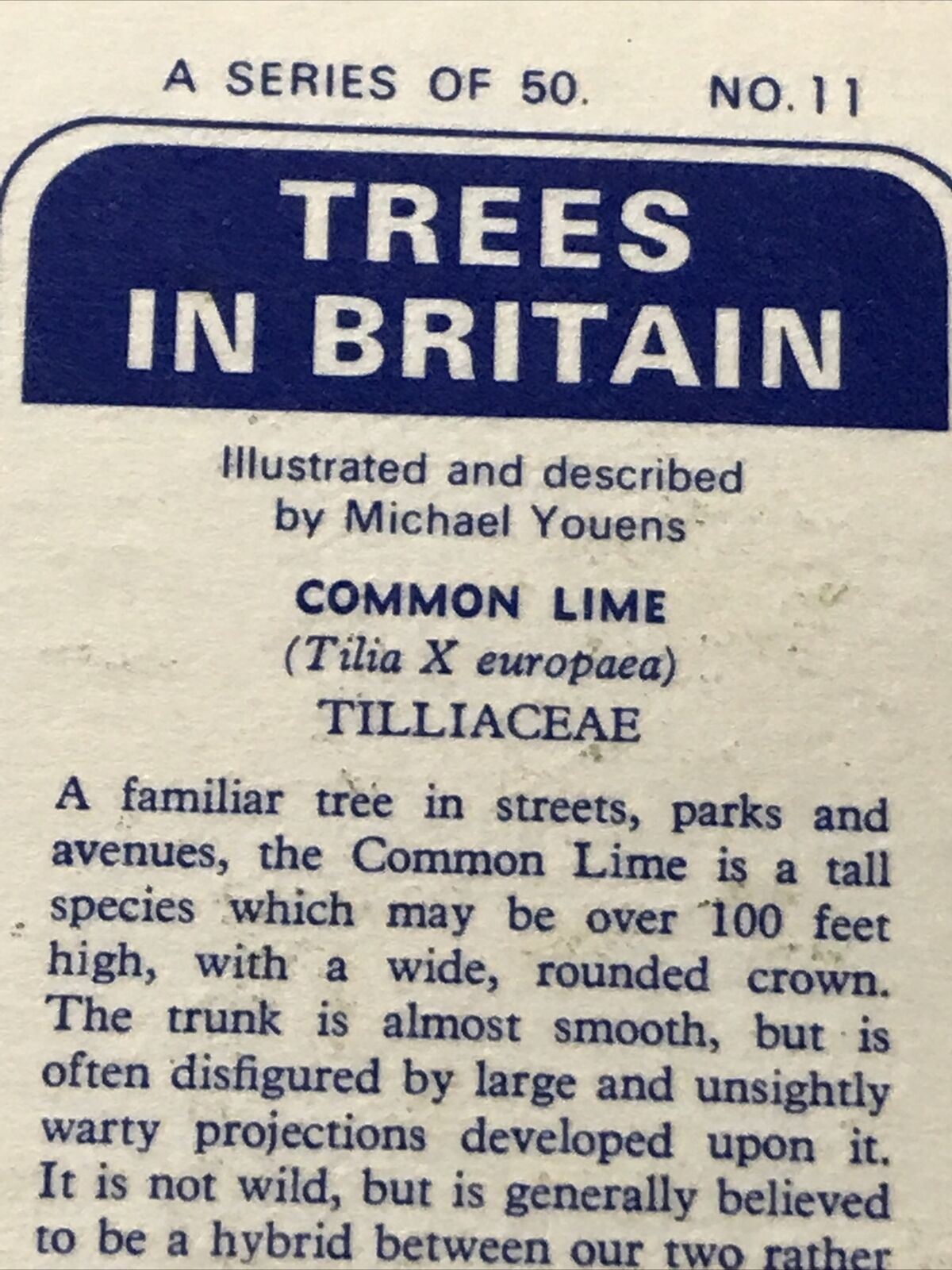 Brooke Bond Tea Card Trees In Britain No 11 Common Lime 1960s Collectable