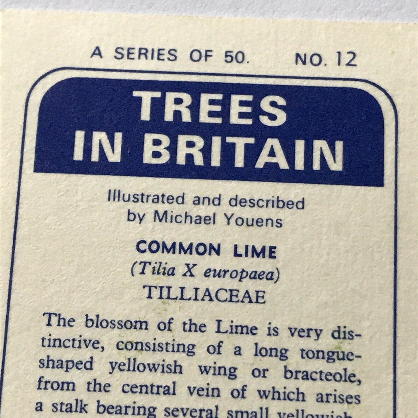 Brooke Bond Tea Card Trees In Britain No 12 Common Lime 1960s Flowers & Berries