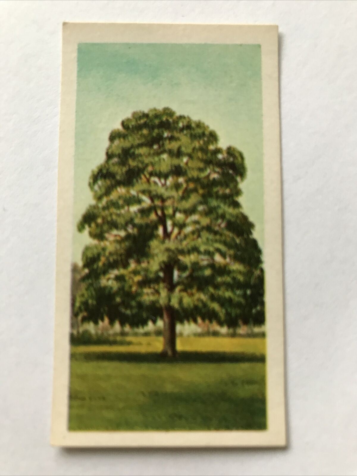 Brooke Bond Tea Card Trees In Britain No 13 Sycamore 1960s Collectable